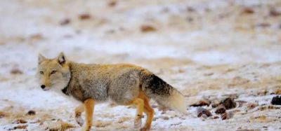 犬科的36种动物,种群数量非常庞大 - 今日头条 犬科的36种动物,种群数量非常庞大 - 图画吧TUHUABA