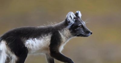 犬科的36种动物,种群数量非常庞大 - 今日头条 犬科的36种动物,种群数量非常庞大 - 图画吧TUHUABA