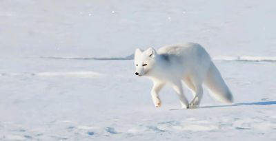 犬科的36种动物,种群数量非常庞大 - 今日头条 犬科的36种动物,种群数量非常庞大 - 图画吧TUHUABA