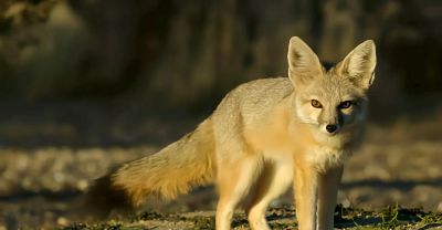 犬科的36种动物,种群数量非常庞大 - 今日头条 犬科的36种动物,种群数量非常庞大 - 图画吧TUHUABA