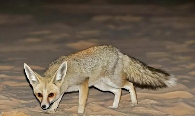 犬科的36种动物,种群数量非常庞大 - 今日头条 犬科的36种动物,种群数量非常庞大 - 图画吧TUHUABA