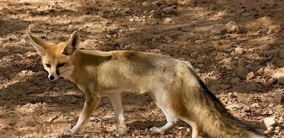 犬科的36种动物,种群数量非常庞大 - 今日头条 犬科的36种动物,种群数量非常庞大 - 图画吧TUHUABA