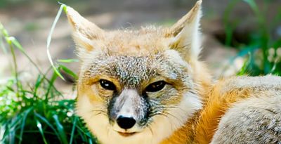 犬科的36种动物,种群数量非常庞大 - 今日头条 犬科的36种动物,种群数量非常庞大 - 图画吧TUHUABA