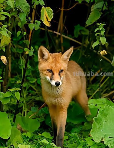 犬科的36种动物,种群数量非常庞大 - 今日头条 犬科的36种动物,种群数量非常庞大 - 图画吧TUHUABA