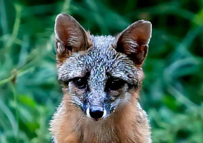 犬科的36种动物,种群数量非常庞大 - 今日头条 犬科的36种动物,种群数量非常庞大 - 图画吧TUHUABA