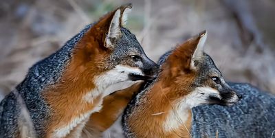 犬科的36种动物,种群数量非常庞大 - 今日头条 犬科的36种动物,种群数量非常庞大 - 图画吧TUHUABA