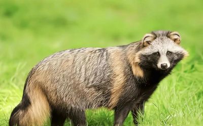 犬科的36种动物,种群数量非常庞大 - 今日头条 犬科的36种动物,种群数量非常庞大 - 图画吧TUHUABA