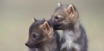 犬科的36种动物,种群数量非常庞大 - 今日头条 犬科的36种动物,种群数量非常庞大 - 图画吧TUHUABA