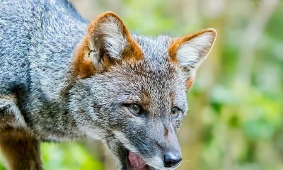 犬科的36种动物,种群数量非常庞大 - 今日头条 犬科的36种动物,种群数量非常庞大 - 图画吧TUHUABA