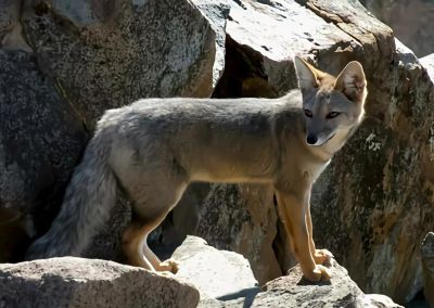 犬科的36种动物,种群数量非常庞大 - 今日头条 犬科的36种动物,种群数量非常庞大 - 图画吧TUHUABA