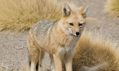 犬科的36种动物,种群数量非常庞大 - 今日头条 犬科的36种动物,种群数量非常庞大 - 图画吧TUHUABA