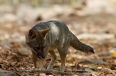 犬科的36种动物,种群数量非常庞大 - 今日头条 犬科的36种动物,种群数量非常庞大 - 图画吧TUHUABA