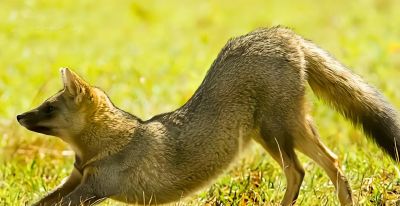 犬科的36种动物,种群数量非常庞大 - 今日头条 犬科的36种动物,种群数量非常庞大 - 图画吧TUHUABA