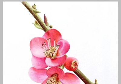 值得学习的20张彩铅作品，收藏起来慢慢画~ - 图画吧TUHUABA