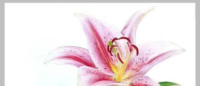 值得学习的20张彩铅作品，收藏起来慢慢画~ - 图画吧TUHUABA