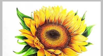 值得学习的20张彩铅作品，收藏起来慢慢画~ - 图画吧TUHUABA