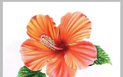 值得学习的20张彩铅作品，收藏起来慢慢画~ - 图画吧TUHUABA