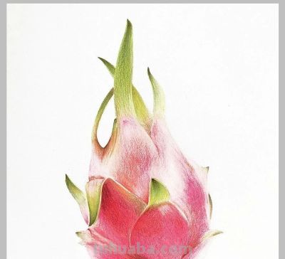 值得学习的20张彩铅作品，收藏起来慢慢画~ - 图画吧TUHUABA