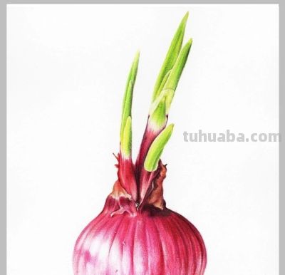 值得学习的20张彩铅作品，收藏起来慢慢画~ - 图画吧TUHUABA