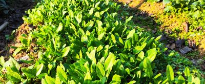 2026年家庭种菜开局指南：元旦后这步走对，春夏季收获不断 - 图画吧TUHUABA