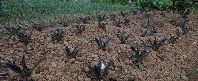 2026年家庭种菜开局指南：元旦后这步走对，春夏季收获不断 - 图画吧TUHUABA