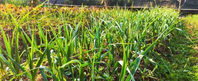 2026年家庭种菜开局指南：元旦后这步走对，春夏季收获不断 - 图画吧TUHUABA