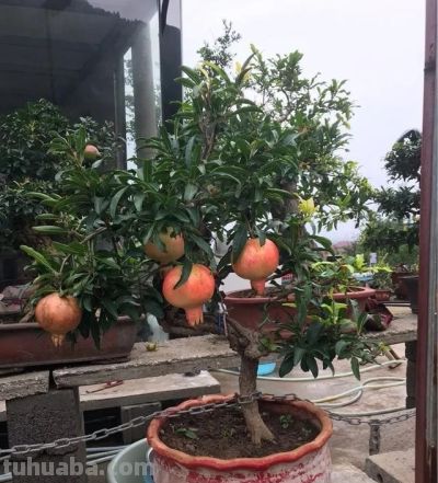 适合家庭栽种的“4种果树”,皮实好养挂果多,果子漂亮美味喜庆 - 今日头条 适合家庭栽种的“4种果树”,皮实好养挂果多,果子漂亮美味喜庆 - 图画吧TUHUABA