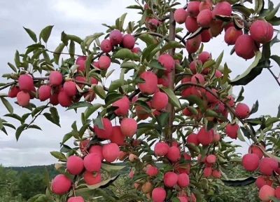 适合家庭栽种的“4种果树”,皮实好养挂果多,果子漂亮美味喜庆 - 今日头条 适合家庭栽种的“4种果树”,皮实好养挂果多,果子漂亮美味喜庆 - 图画吧TUHUABA