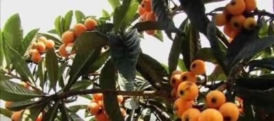 适合家庭栽种的“4种果树”,皮实好养挂果多,果子漂亮美味喜庆 - 今日头条 适合家庭栽种的“4种果树”,皮实好养挂果多,果子漂亮美味喜庆 - 图画吧TUHUABA