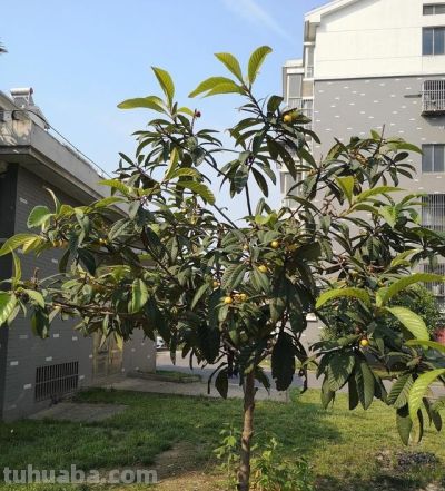 适合家庭栽种的“4种果树”,皮实好养挂果多,果子漂亮美味喜庆 - 今日头条 适合家庭栽种的“4种果树”,皮实好养挂果多,果子漂亮美味喜庆 - 图画吧TUHUABA