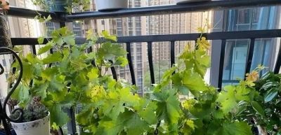 适合家庭栽种的“4种果树”,皮实好养挂果多,果子漂亮美味喜庆 - 今日头条 适合家庭栽种的“4种果树”,皮实好养挂果多,果子漂亮美味喜庆 - 图画吧TUHUABA