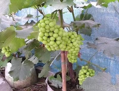 适合家庭栽种的“4种果树”,皮实好养挂果多,果子漂亮美味喜庆 - 今日头条 适合家庭栽种的“4种果树”,皮实好养挂果多,果子漂亮美味喜庆 - 图画吧TUHUABA