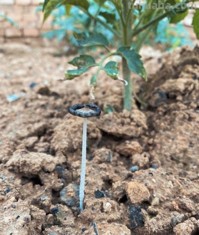 家庭的种植实验：一场充满惊喜与失望的成长之旅 - 图画吧TUHUABA