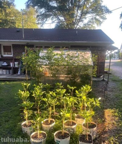 家庭的种植实验：一场充满惊喜与失望的成长之旅 - 图画吧TUHUABA