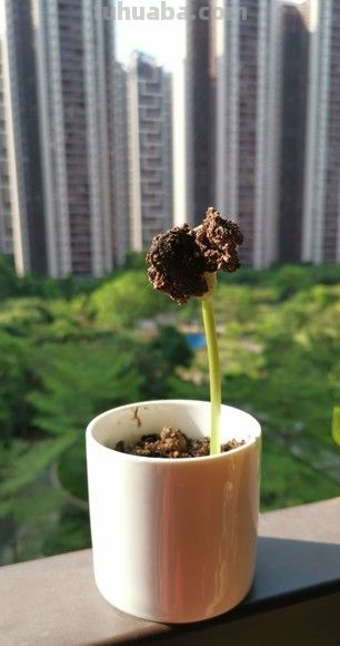 家庭的种植实验：一场充满惊喜与失望的成长之旅 - 图画吧TUHUABA