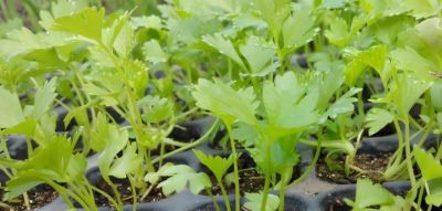 适合在家种的6种蔬菜,再生能力强,吃完留下根,一年不缺蔬菜吃 - 今日头条 适合在家种的6种蔬菜,再生能力强,吃完留下根,一年不缺蔬菜吃 - 图画吧TUHUABA