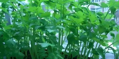 适合在家种的6种蔬菜,再生能力强,吃完留下根,一年不缺蔬菜吃 - 今日头条 适合在家种的6种蔬菜,再生能力强,吃完留下根,一年不缺蔬菜吃 - 图画吧TUHUABA