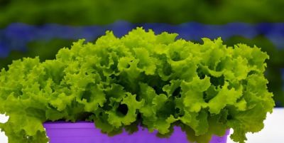 适合在家种的6种蔬菜,再生能力强,吃完留下根,一年不缺蔬菜吃 - 今日头条 适合在家种的6种蔬菜,再生能力强,吃完留下根,一年不缺蔬菜吃 - 图画吧TUHUABA