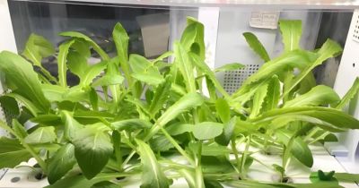 适合在家种的6种蔬菜,再生能力强,吃完留下根,一年不缺蔬菜吃 - 今日头条 适合在家种的6种蔬菜,再生能力强,吃完留下根,一年不缺蔬菜吃 - 图画吧TUHUABA