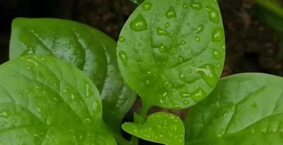 适合在家种的6种蔬菜,再生能力强,吃完留下根,一年不缺蔬菜吃 - 今日头条 适合在家种的6种蔬菜,再生能力强,吃完留下根,一年不缺蔬菜吃 - 图画吧TUHUABA