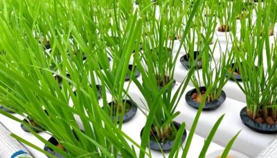 适合在家种的6种蔬菜,再生能力强,吃完留下根,一年不缺蔬菜吃 - 今日头条 适合在家种的6种蔬菜,再生能力强,吃完留下根,一年不缺蔬菜吃 - 图画吧TUHUABA