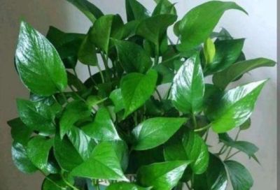 家中养绿萝,多浇3种“大肥水”,枝条疯长,叶子巴掌大 - 今日头条 家中养绿萝,多浇3种“大肥水”,枝条疯长,叶子巴掌大 - 图画吧TUHUABA