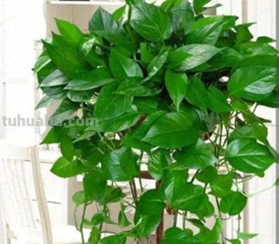 家中养绿萝，多浇3种“大肥水”，枝条疯长，叶子巴掌大 - 今日头条