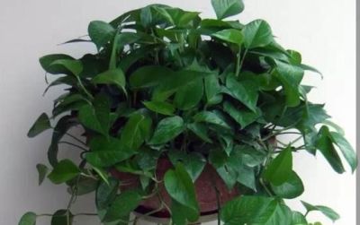 家中养绿萝,多浇3种“大肥水”,枝条疯长,叶子巴掌大 - 今日头条 家中养绿萝,多浇3种“大肥水”,枝条疯长,叶子巴掌大 - 图画吧TUHUABA