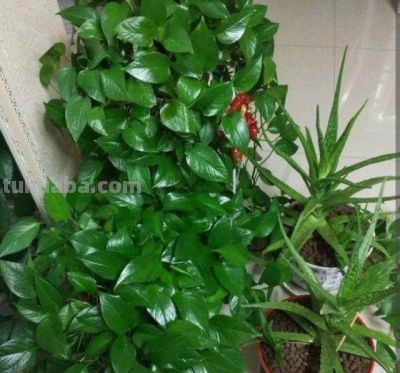 家中养绿萝,多浇3种“大肥水”,枝条疯长,叶子巴掌大 - 今日头条 家中养绿萝,多浇3种“大肥水”,枝条疯长,叶子巴掌大 - 图画吧TUHUABA