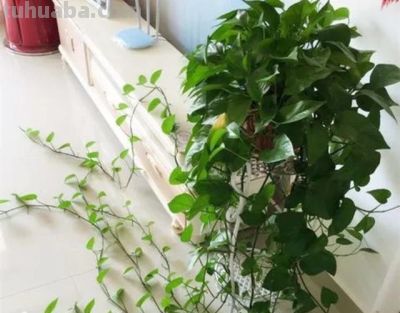 家中养绿萝,多浇3种“大肥水”,枝条疯长,叶子巴掌大 - 今日头条 家中养绿萝,多浇3种“大肥水”,枝条疯长,叶子巴掌大 - 图画吧TUHUABA