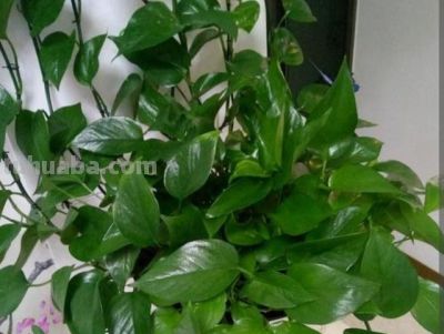 家中养绿萝,多浇3种“大肥水”,枝条疯长,叶子巴掌大 - 今日头条 家中养绿萝,多浇3种“大肥水”,枝条疯长,叶子巴掌大 - 图画吧TUHUABA