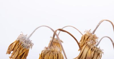 3 个新手养花不死技巧,浇水施肥不踩坑,我养的绿萝疯长爆盆 - 今日头条 3 个新手养花不死技巧,浇水施肥不踩坑,我养的绿萝疯长爆盆 - 图画吧TUHUABA