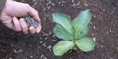 3 个新手养花不死技巧,浇水施肥不踩坑,我养的绿萝疯长爆盆 - 今日头条 3 个新手养花不死技巧,浇水施肥不踩坑,我养的绿萝疯长爆盆 - 图画吧TUHUABA