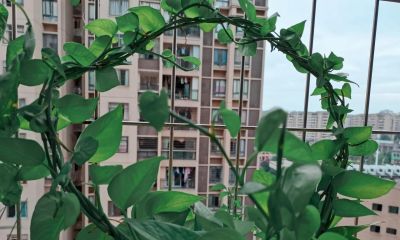 3 个新手养花不死技巧,浇水施肥不踩坑,我养的绿萝疯长爆盆 - 今日头条 3 个新手养花不死技巧,浇水施肥不踩坑,我养的绿萝疯长爆盆 - 图画吧TUHUABA